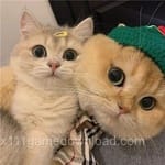 Avatar of Farah Iqbal